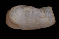 藏品(截形鴨嘴蛤)的圖片